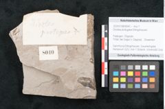Foto (Objekt + Etikett) von Dioclea protogaea Ettingshausen (NHMW-GEO-2024-0188-8040)